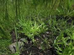 Plagiobothrys scouleri