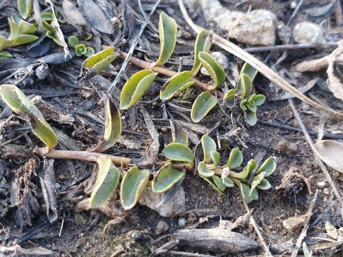 Image of Veronica allionii by (c) Clément Maouche, some rights reserved (CC BY)