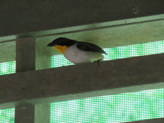 Atlapetes albinucha