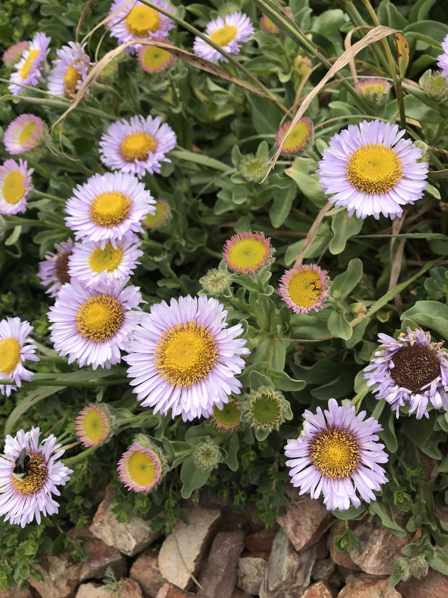 Erigeron glaucus