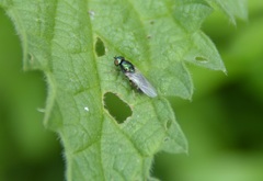 Microchrysa polita