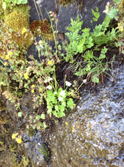 Kumlienia hystricula