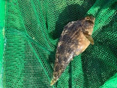 Chasmodes bosquianus