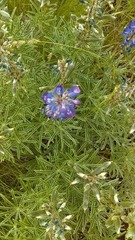 Lupinus sericeus