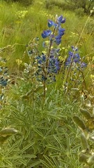 Lupinus sericeus