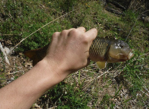 Bull chub (Nocomis raneyi) — Cyprinidae
