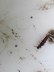 Thoracophorus costalis