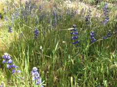 Lupinus nanus
