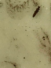 Thoracophorus costalis