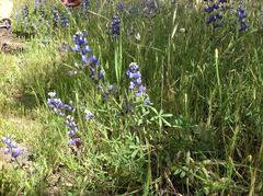 Lupinus nanus