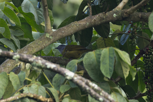 Kikuyu Mountain Greenbul (Arizelocichla kikuyuensis), photo 8