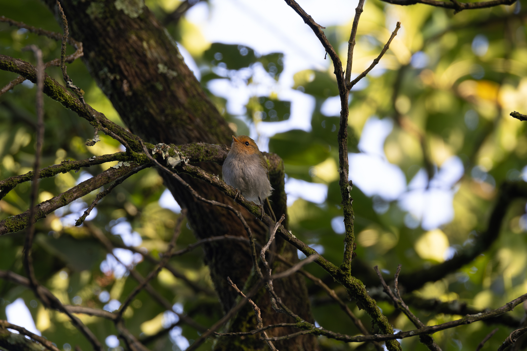 Red-faced Woodland-Warbler illustration