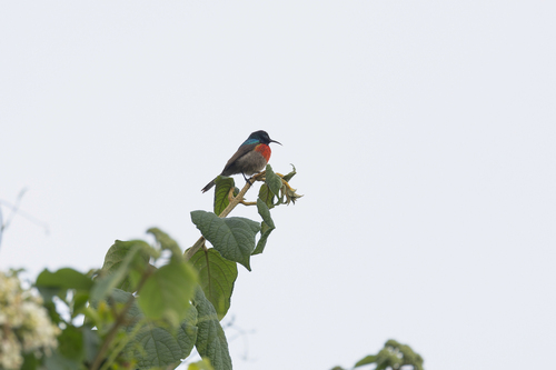 Northern Double-collared Sunbird (Cinnyris reichenowi), photo 3