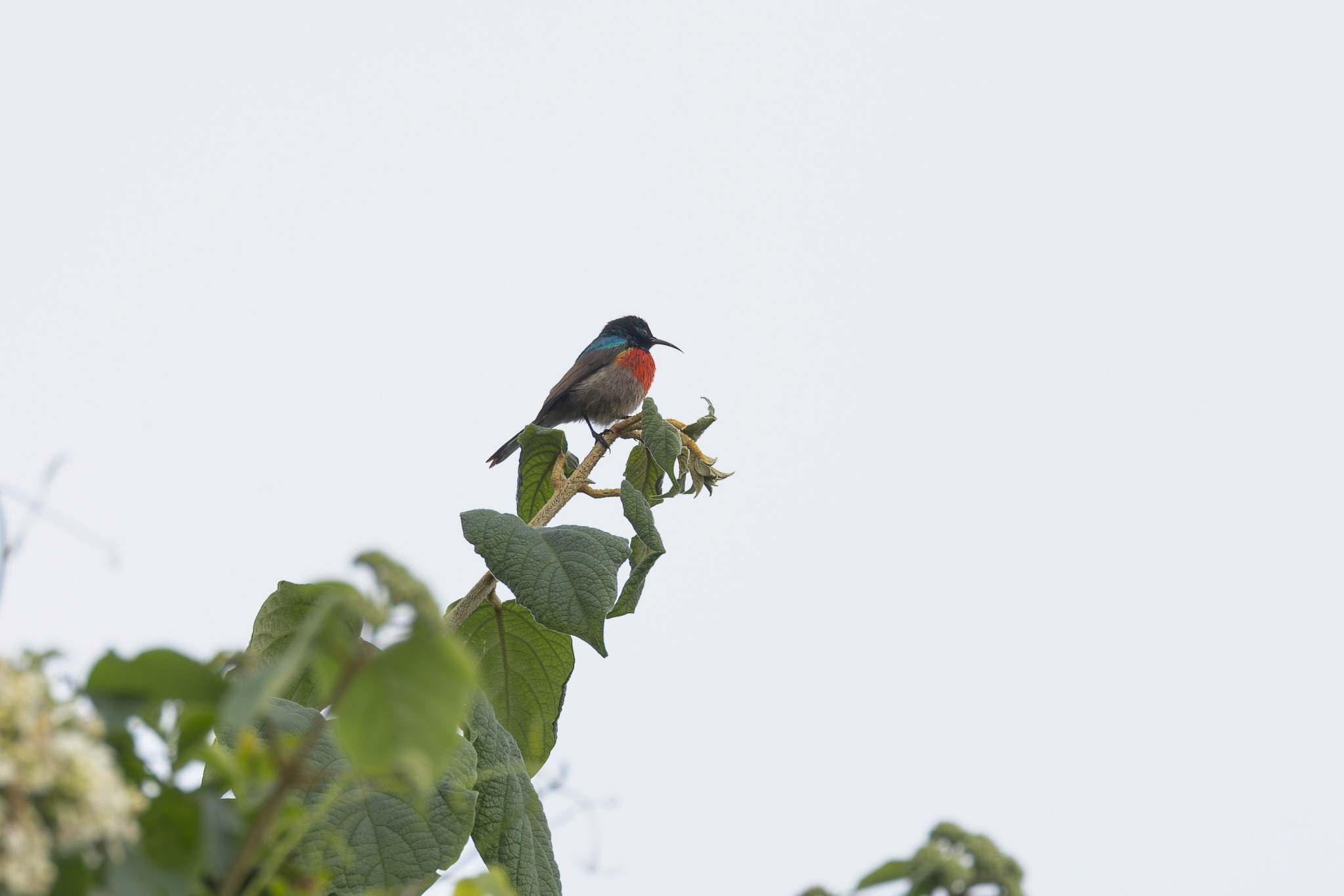 Northern Double-collared Sunbird (Cinnyris reichenowi), photo 3