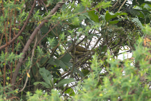 Kikuyu Mountain Greenbul (Arizelocichla kikuyuensis), photo 7