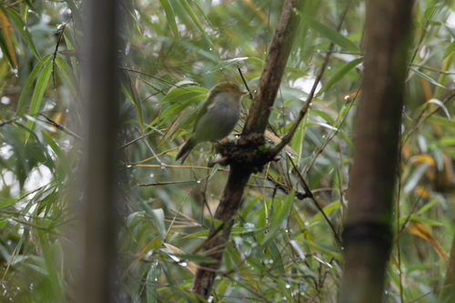 Red-faced Woodland Warbler (Phylloscopus laetus), photo 5