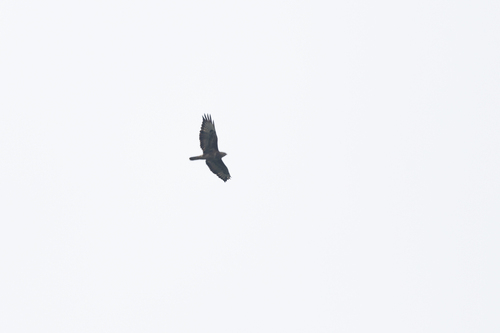 Mountain Buzzard (Buteo oreophilus), photo 8