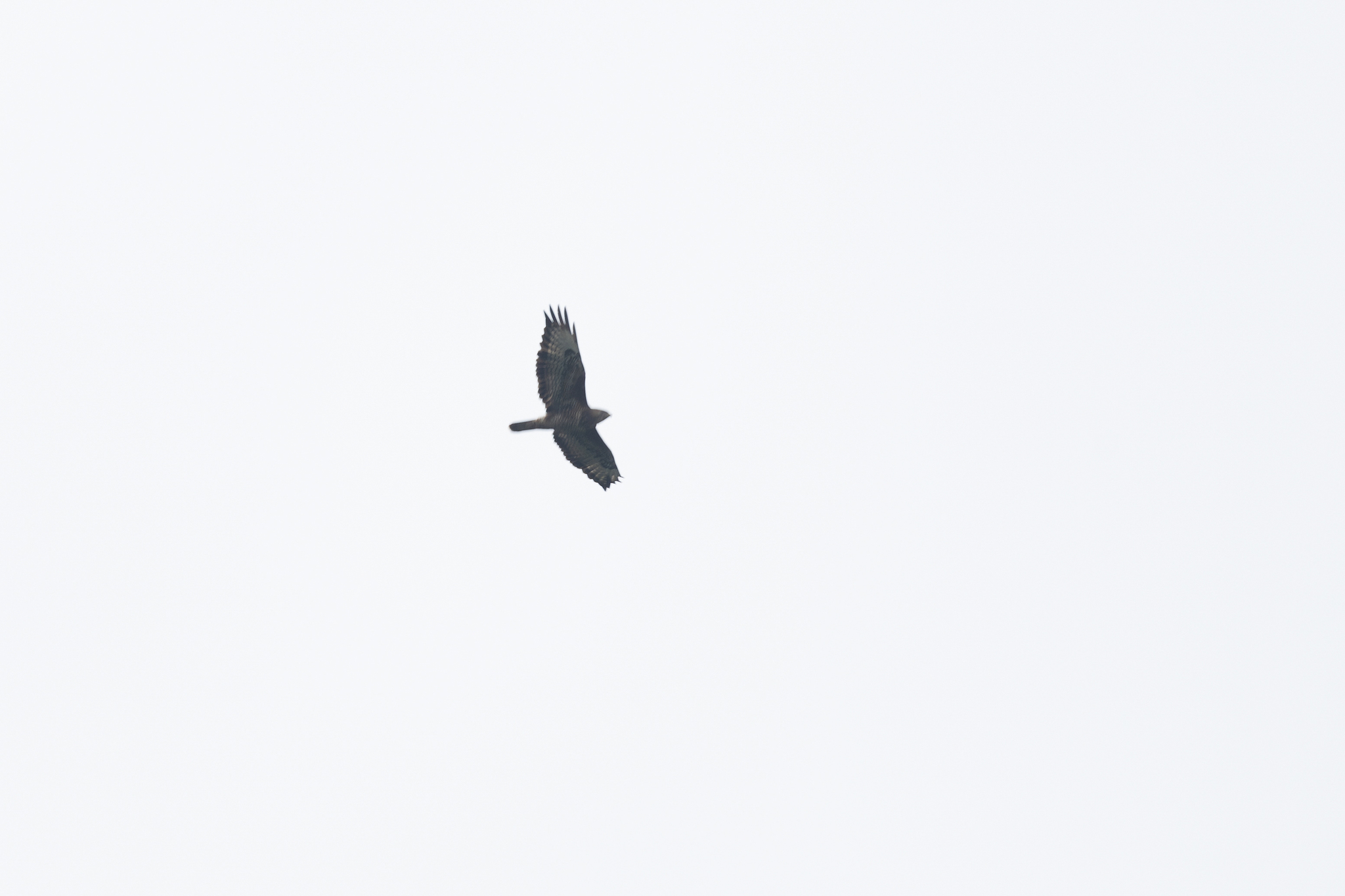 Mountain Buzzard (Buteo oreophilus), photo 1