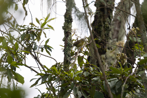 Mountain Yellow Warbler (Iduna similis), photo 1