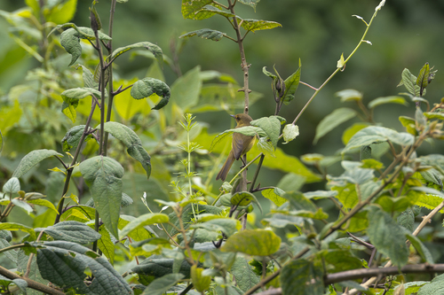 Mountain Yellow Warbler (Iduna similis), photo 3
