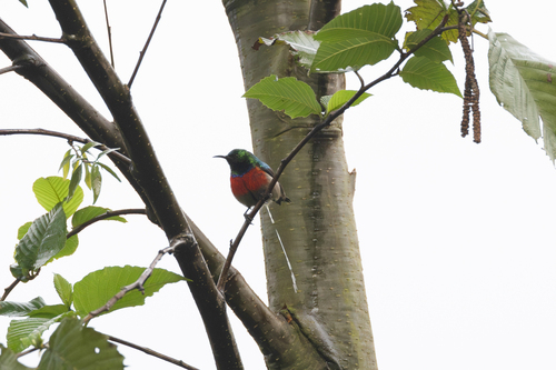 Northern Double-collared Sunbird (Cinnyris reichenowi), photo 9