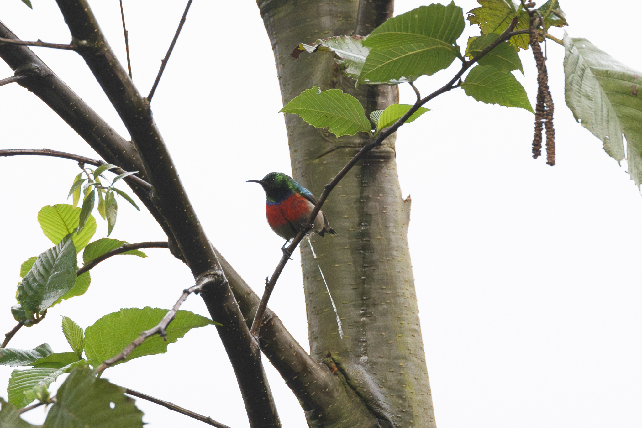 Northern Double-collared Sunbird (Cinnyris reichenowi), photo 9