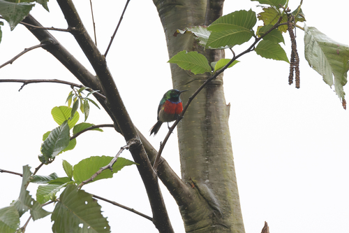 Northern Double-collared Sunbird (Cinnyris reichenowi), photo 4