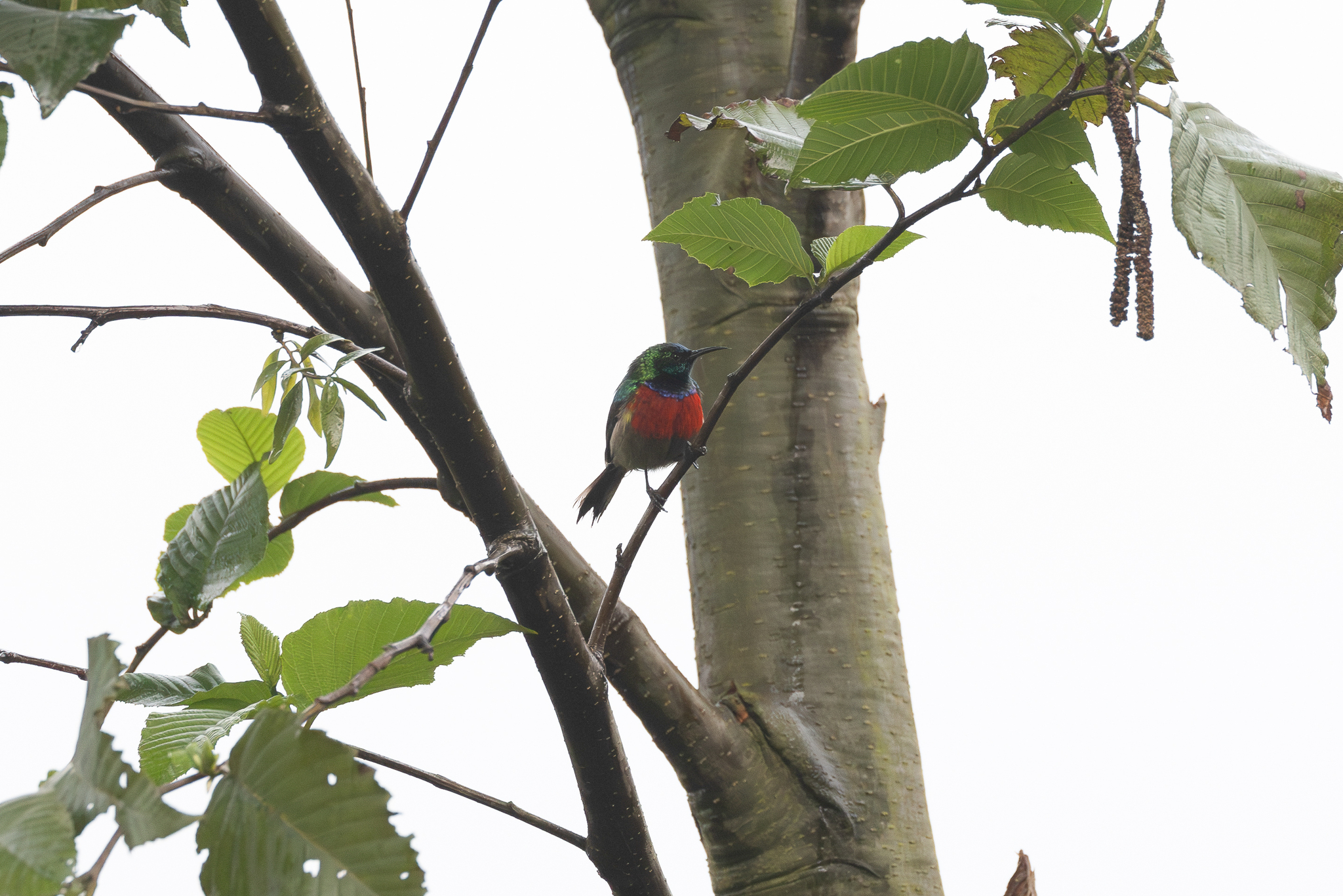 Northern Double-collared Sunbird (Cinnyris reichenowi), photo 4