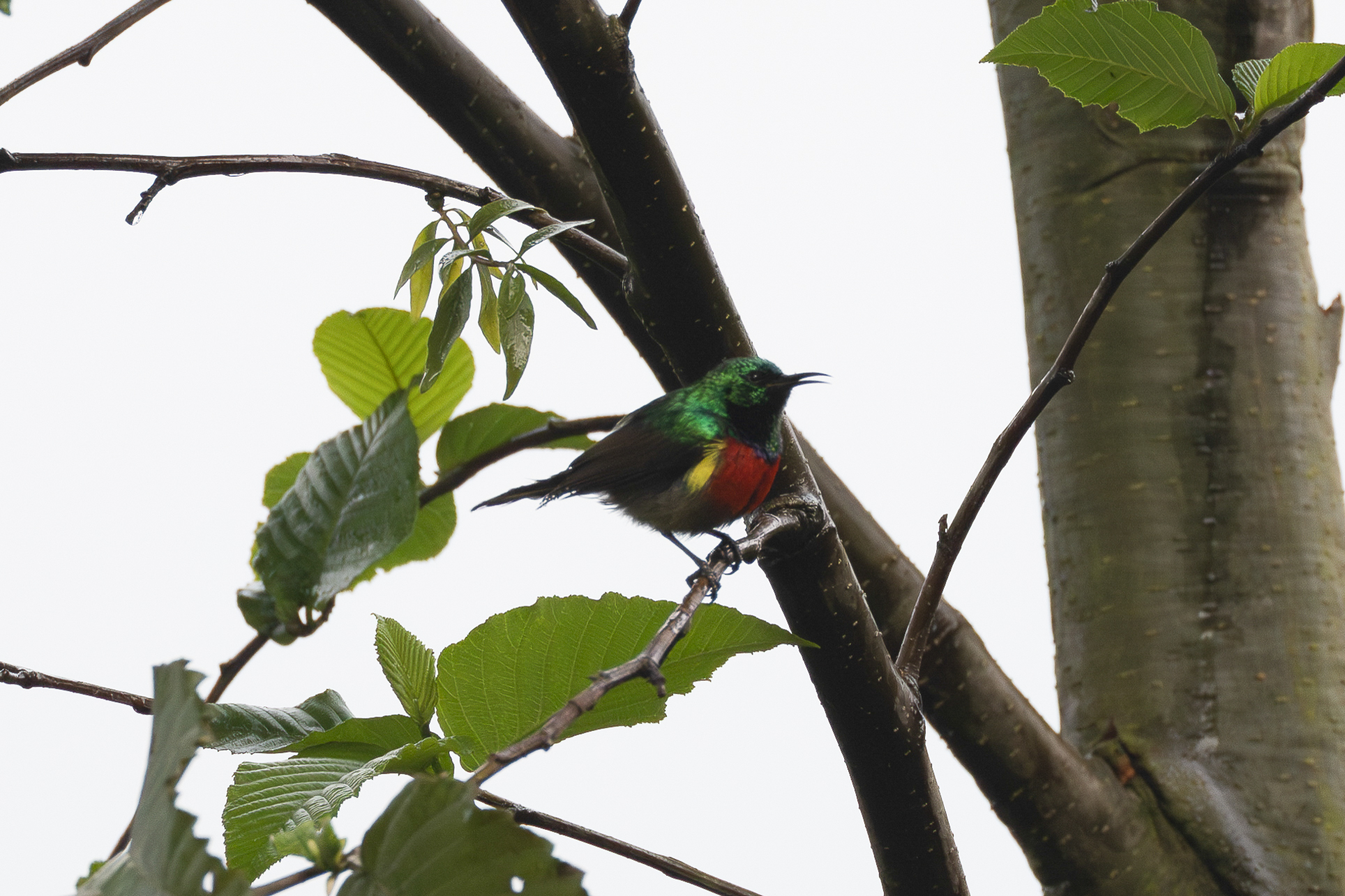 Northern Double-collared Sunbird (Cinnyris reichenowi), photo 10