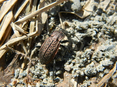 Carabus maeander
