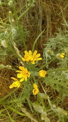 Nothocalais troximoides