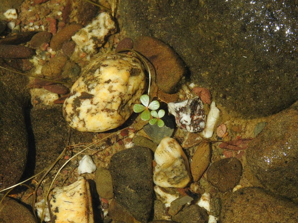 Lusitanian water clover (Marsilea batardae)