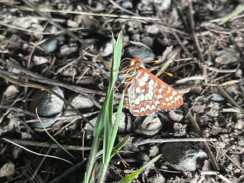 iNaturalist observation photo of Variable Checkerspot