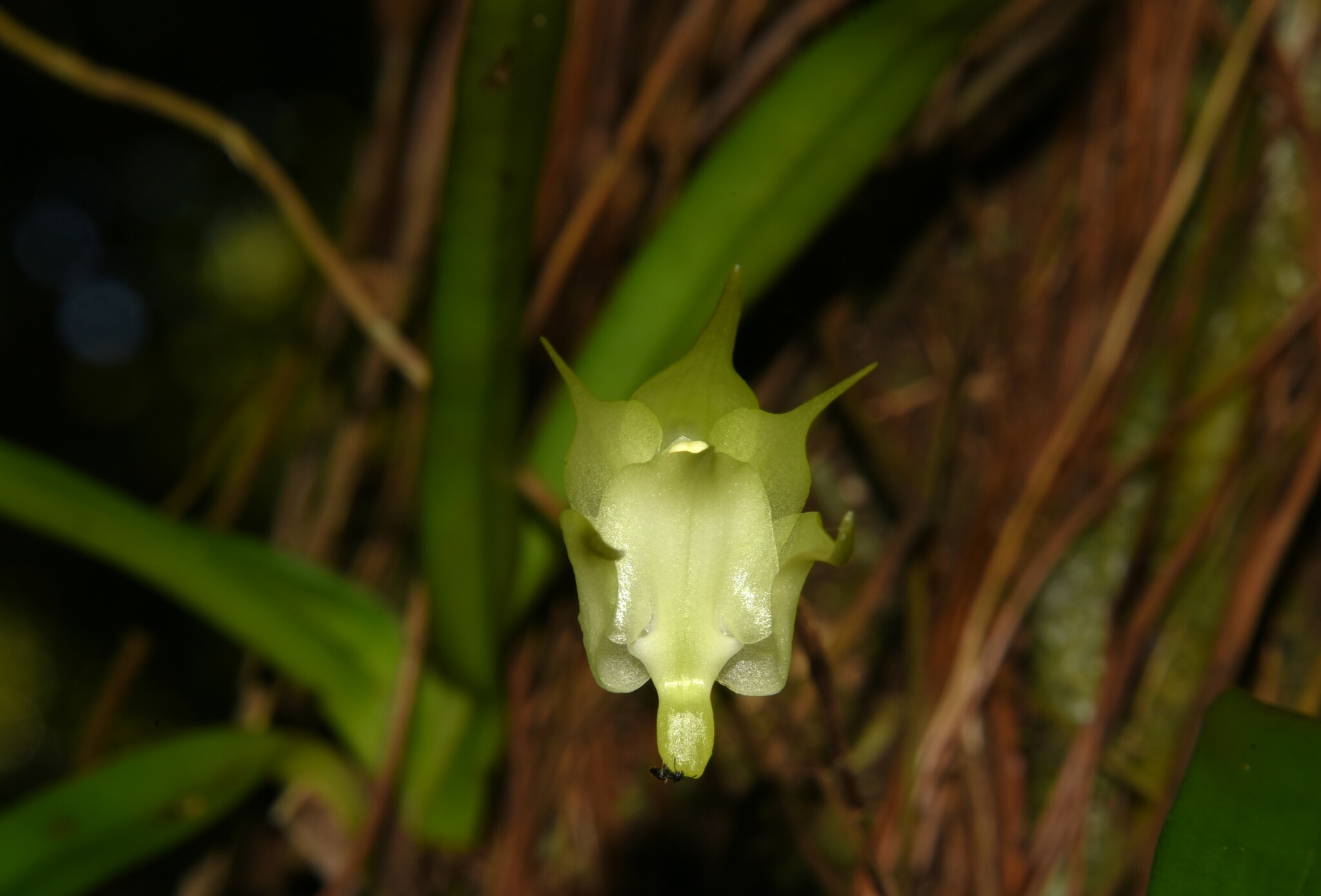 Imagem de Orquídea-aracnídea