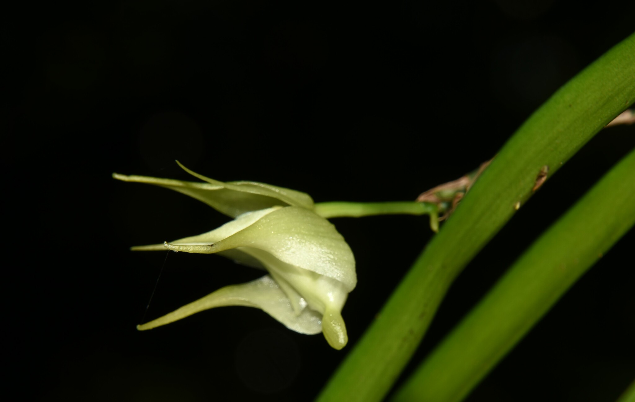 Imagem de Orquídea-aracnídea