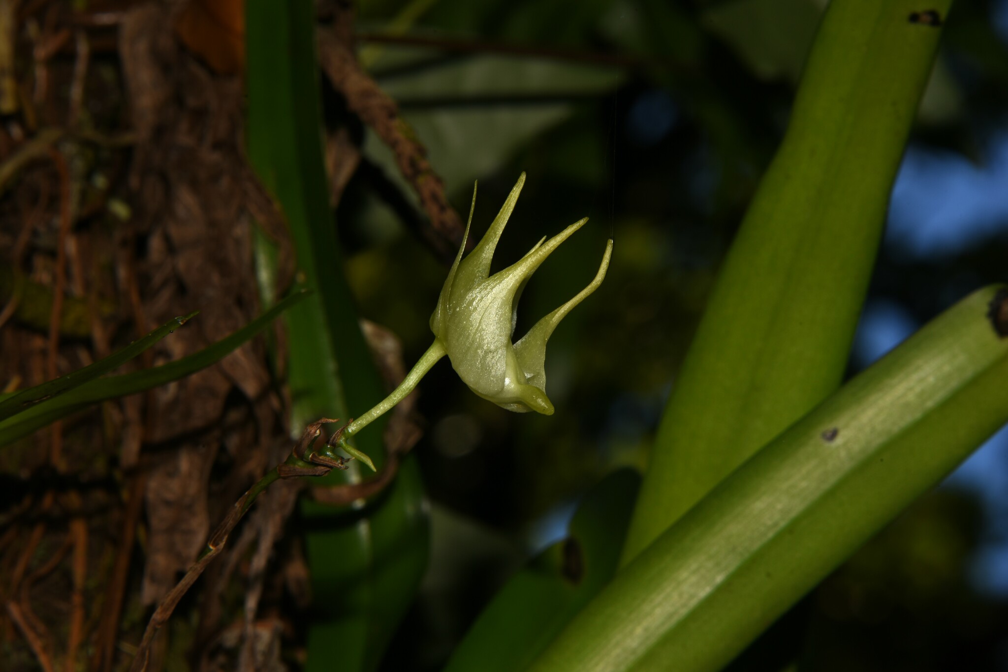 Imagem de Orquídea-aracnídea