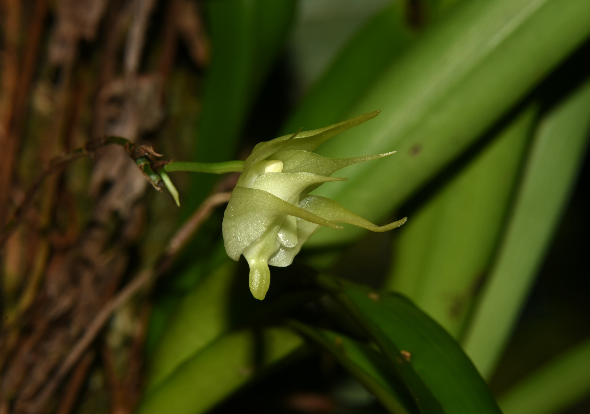 Imagem de Orquídea-aracnídea