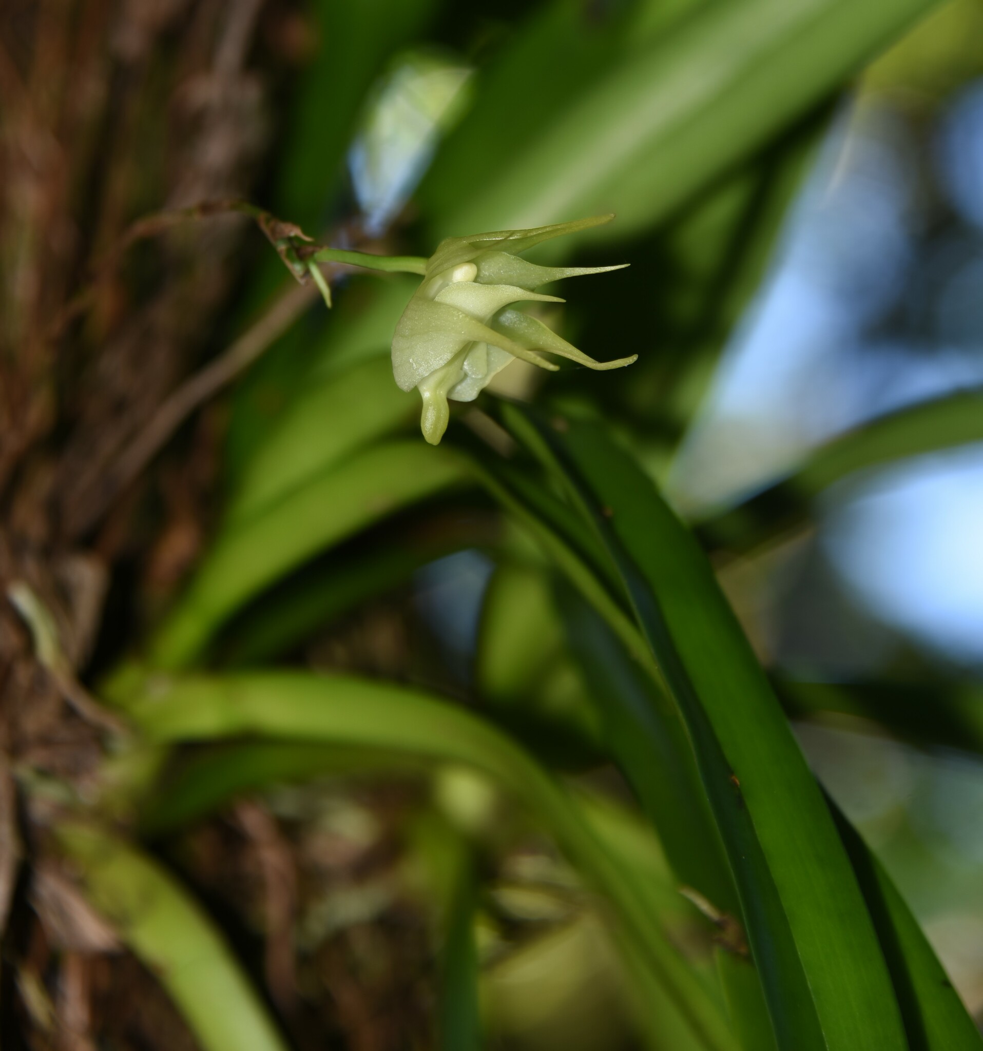 Imagem de Orquídea-aracnídea