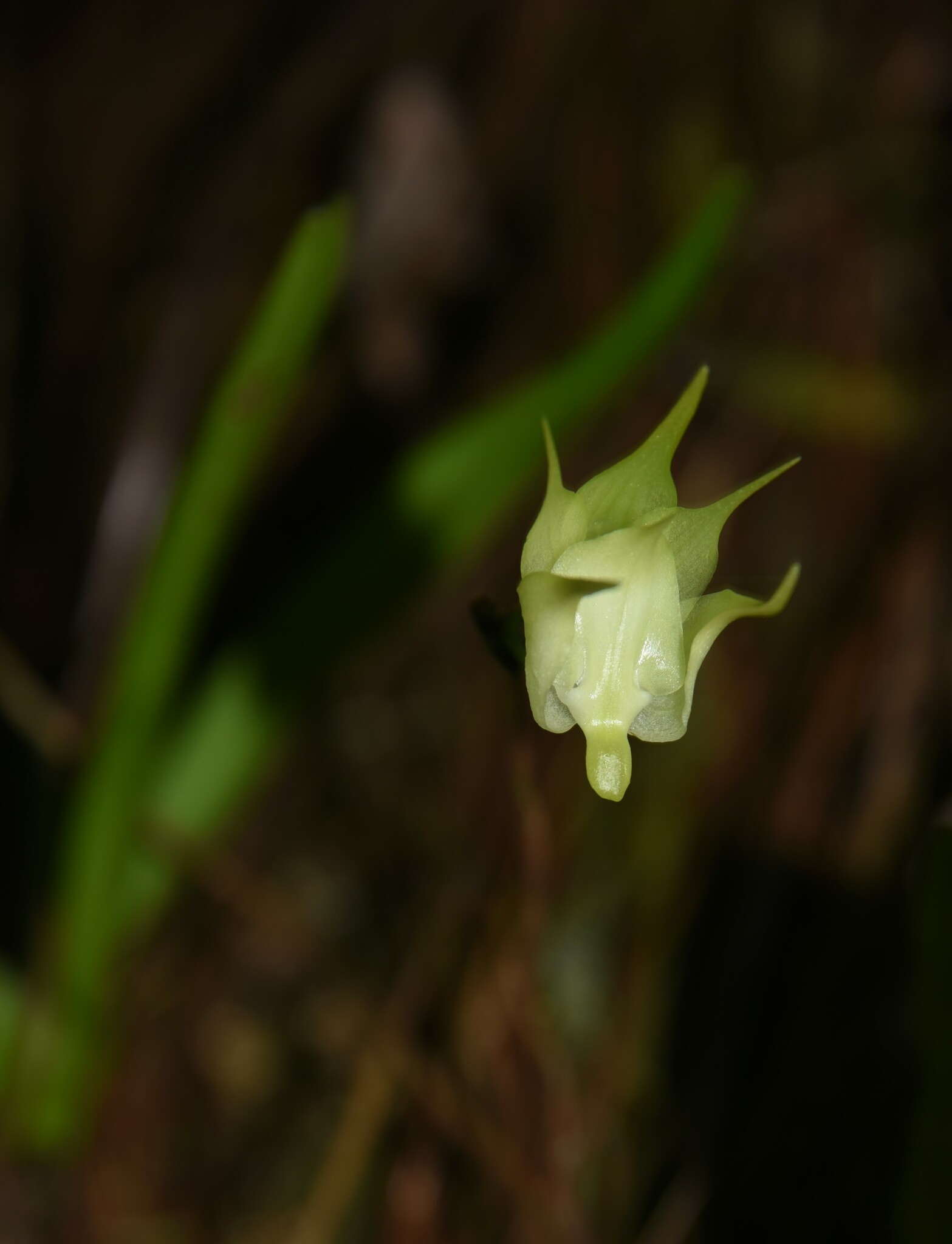 Imagem de Orquídea-aracnídea