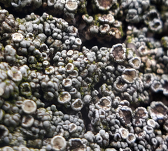 Rhizoplaca opiniconensis