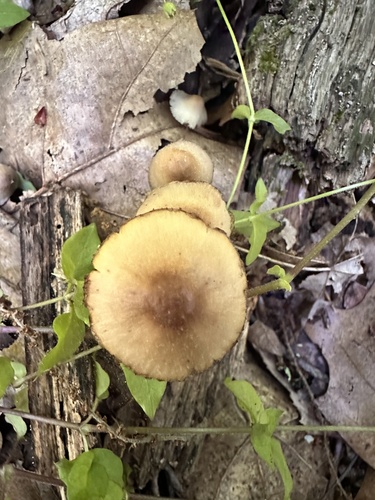 Mycena inclinata