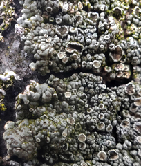 Rhizoplaca opiniconensis