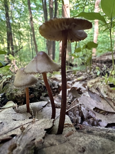 Mycena inclinata (Photo 2 of 4)