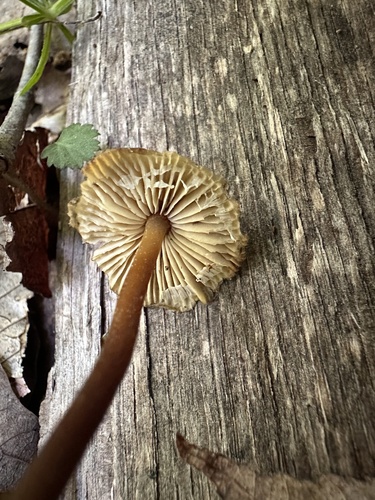 Mycena inclinata (Photo 3 of 4)