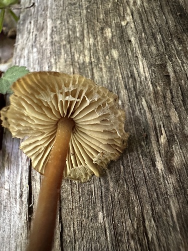 Mycena inclinata (Photo 4 of 4)