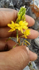 Bulbine lagopus