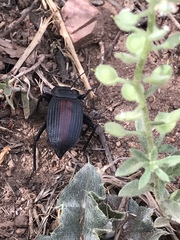 Eleodes suturalis