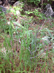 Toxicoscordion venenosum