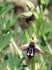 Ophrys cretica