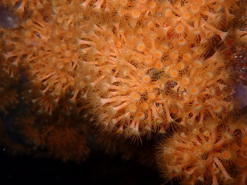 Yellow Cluster Anemone, Saména, Marseille, France, photo 10 of 10